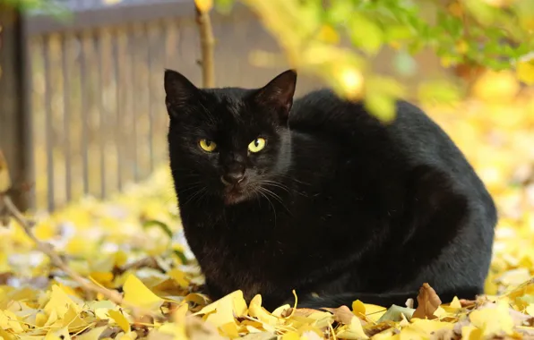Кот, листья, черный, желтые, осенние