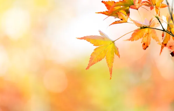 Осень, листья, дерево, colorful, клен, autumn, leaves, осенние