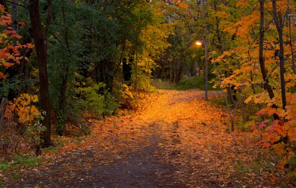 Осень, листья, деревья, природа, парк, фото, тропа, фонарь