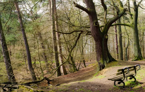 Картинка деревья, парк, скамья