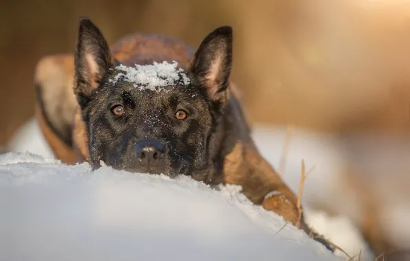 Картинка снег, пёс, овчарка