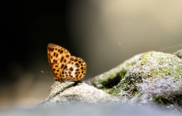 Картинка фон, бабочка, камень