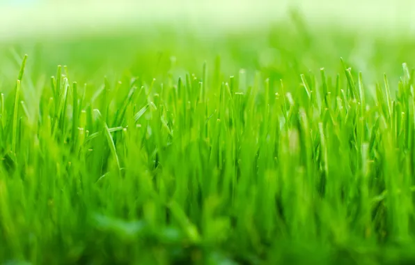 Green, Grass, nature