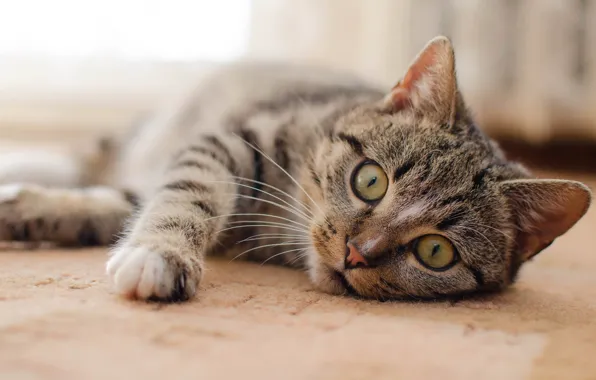 Кошка, глаза, кот, серый, фон, лапа, пол, лежит