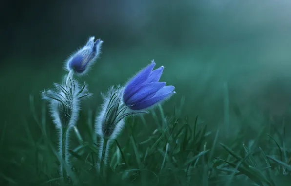 Картинка трава, цветы, растение, сон-трава, ветреница, Zan Foar