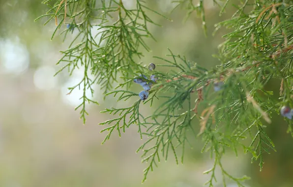 Green, plant, twig, yhuja
