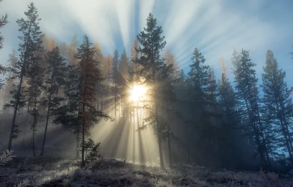 Картинка зима, лес, деревья, утро, Canada, British Columbia