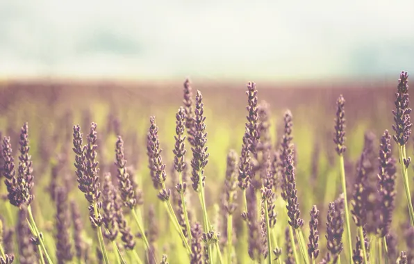 Картинка поле, фиолетовый, цветы, фон, widescreen, обои, растение, wallpaper