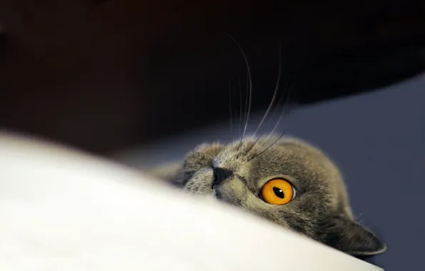 Кошка, кот, взгляд, глаз, серый, фон, мебель, мордашка