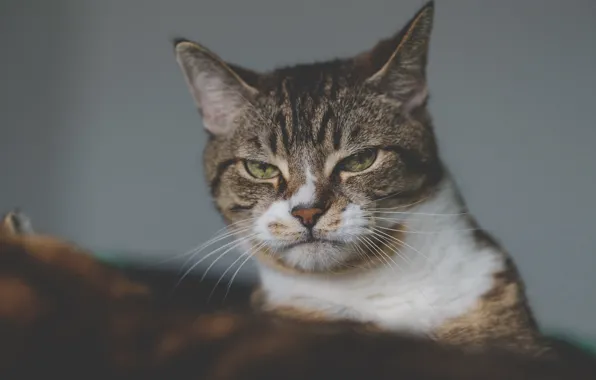 Картинка кот, взгляд, мордочка, котэ, сердитый