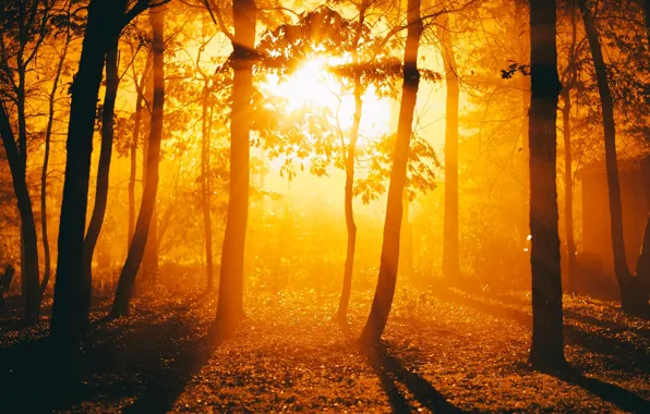 Листья, солнце, деревья, природа, фон, дерево, widescreen, обои