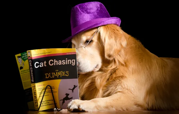 Картинка собака, шляпа, книга