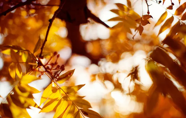 Осень, листья, оранжевые