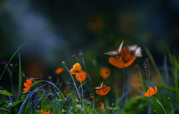 Картинка лето, макро, бабочки, цветы, насекомые