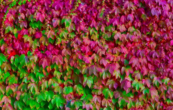 Листья, цвета, макро, зеленый, розовый, текстура, много