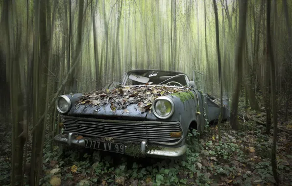 Машина, лес, лом