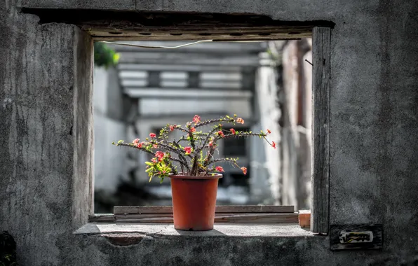 Картинка кактус, окно, горшок, натурализм