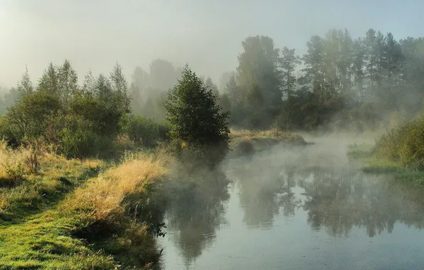 Картинка лес, небо, трава, облака, деревья, пейзаж, природа, туман