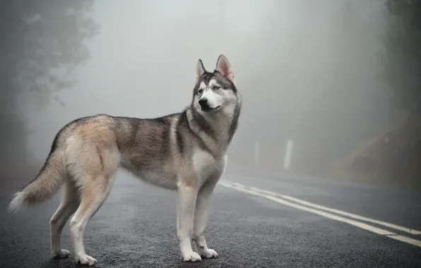 Fog, mist, siberian husky