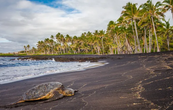 Картинка море, тропики, пальмы, черепаха, Гавайи, лежит, США, на берегу