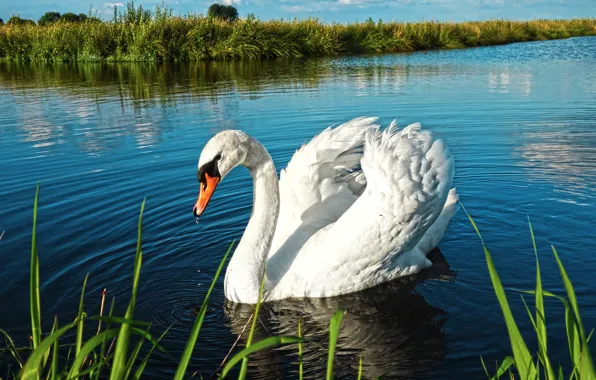 Swan, river, landscape, lake