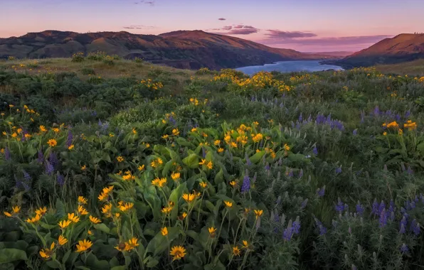Цветы, горы, река, луг, Орегон, Oregon, Columbia River, люпины