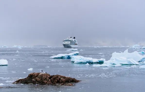Rock, fog, iceberg, cloudy, seagulls, islet, ice floes, transatlantic