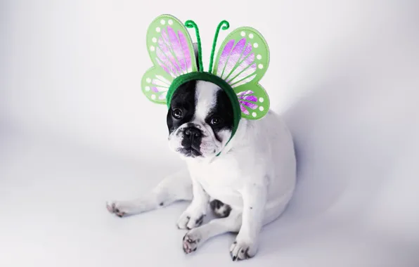 Картинка бабочка, собака, милый, dog, веселье, funny, cute
