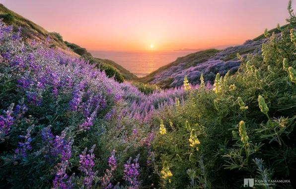 Картинка море, солнце, закат, цветы, холмы, красотища, photographer, Kenji Yamamura