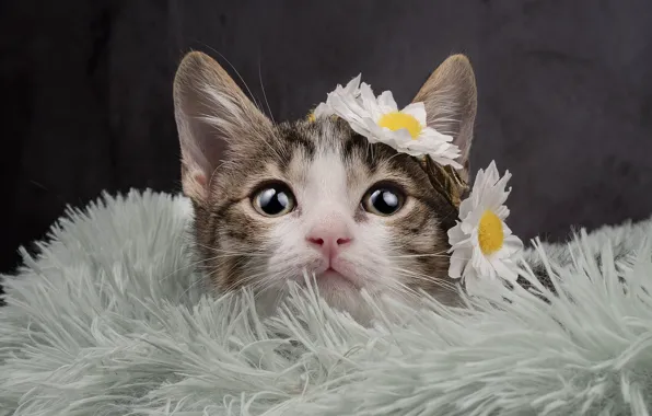 Кошка, взгляд, цветы, темный фон, котенок, мех, мордашка, венок