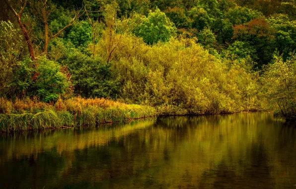 Осень, лес, деревья, река, Великобритания, Derbyshire
