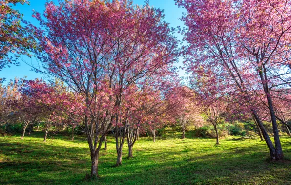Картинка деревья, ветки, парк, весна, сакура, цветение, nature, pink