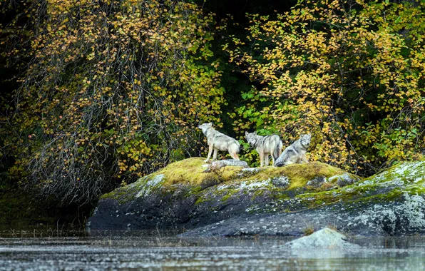 Картинка вода, хищники, Деревья, Канада, Ванкувер, Wolves, Canada, British Columbia