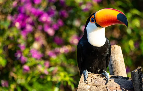 Wildlife, Дикая природа, Amazon Toucan, Амазонский тукан, Тропические леса, Tropical Rainforest