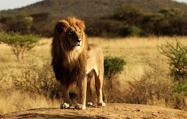 Animals, nature, lion, predator