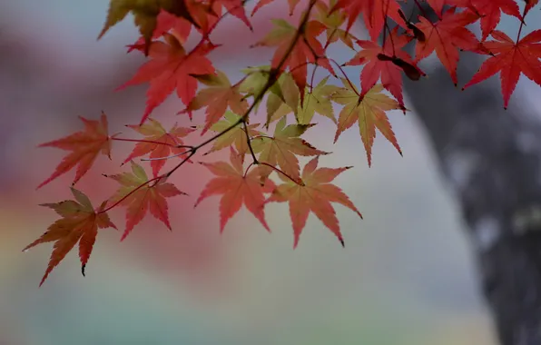 Осень, листья, дерево, ветка, клен