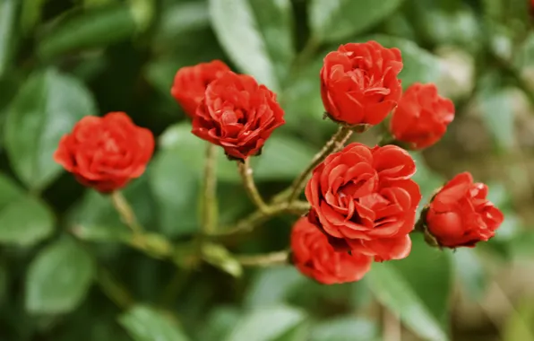 Картинка цветы, розы, flower