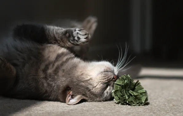 Картинка кошка, цветок, кот, игра, на полу