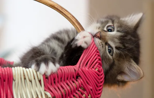 Картинка кошка, взгляд, серый, фон, портрет, пушистый, котёнок, корзинка