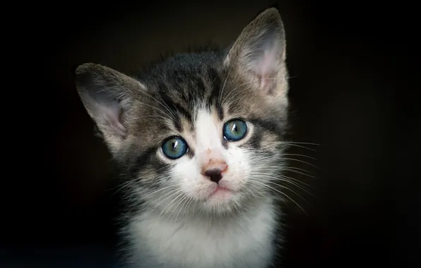 Кошка, взгляд, котенок, портрет, милый, черный фон, голубые глаза, мордашка