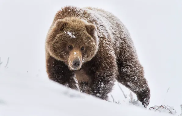 Картинка зима, снег, природа, медведь