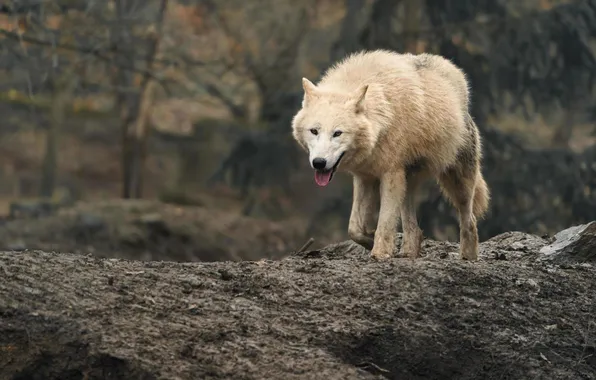 Nature, face, animal, wolf, wildlife, head, fur, mammal