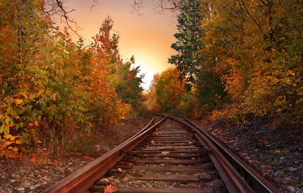 Картинка осень, лес, листва, рельсы, colors, forest, листопад, Autumn
