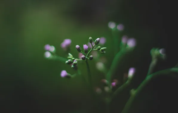 Цвет, Цветок, Растение, Растения, Flower, Flowers, Color, Flora