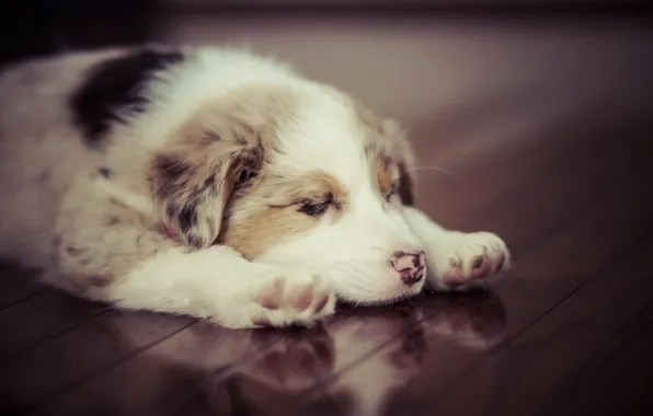 Животное, собака, милый, щенок, puppy, dog, animal, cute