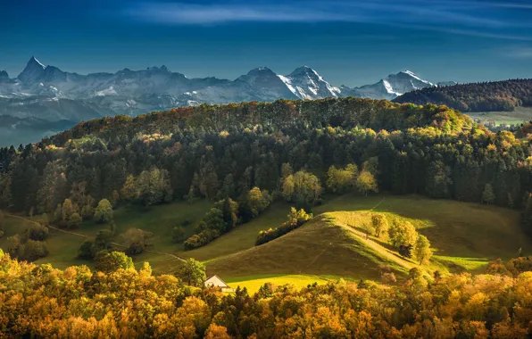 Картинка осень, лес, горы, Швейцария, Switzerland, Bernese Alps, Бернские Альпы, Бернский Оберланд