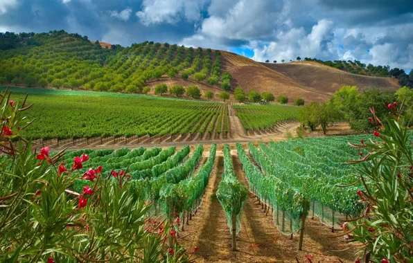 Nature, town, farm