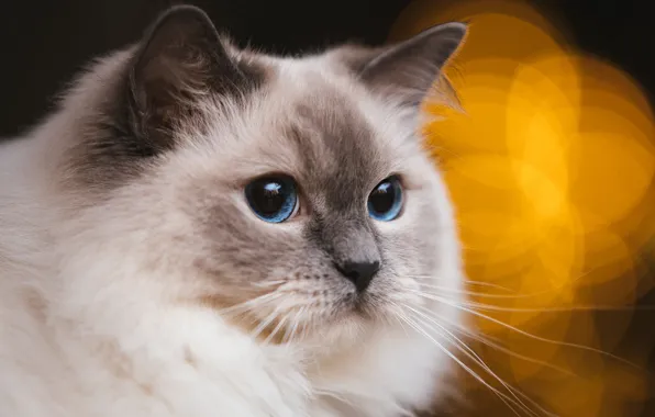 Кошка, кот, взгляд, поза, мордашка