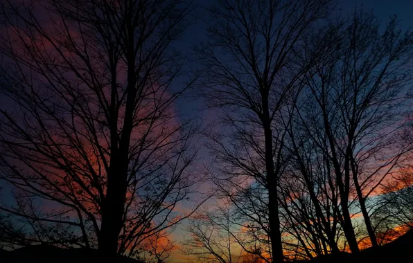 Небо, деревья, природа, вечер, Nature, силуэты, sky, trees