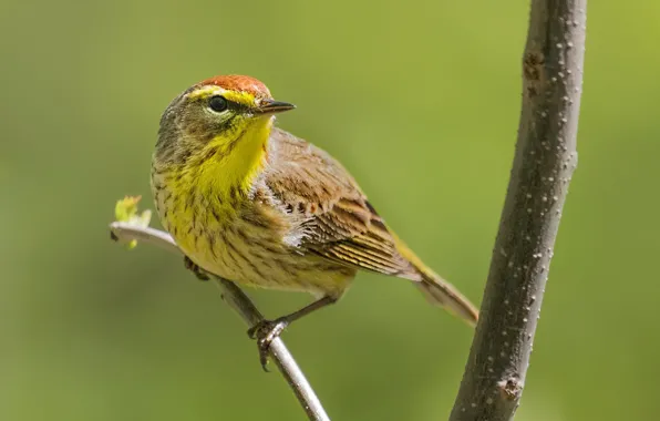 Картинка ветки, птица, клюв, пальмовый лесной певун